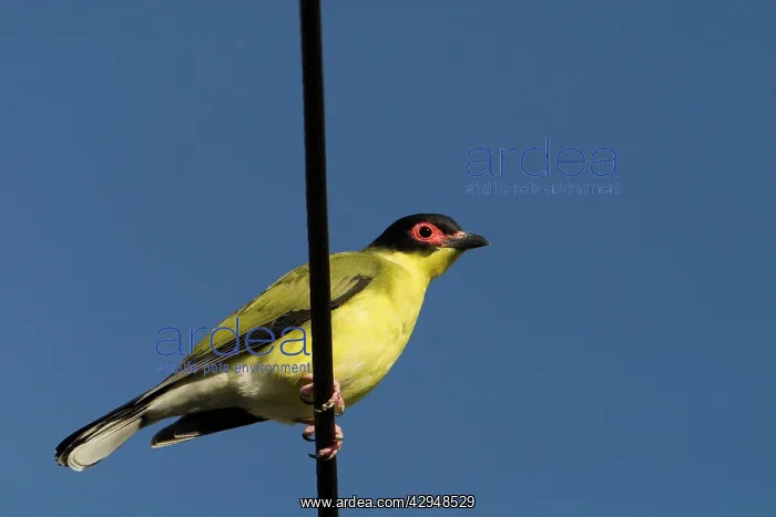 : Figbird male : Figbird male