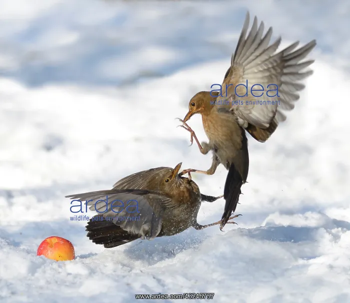 : Fight between Blackbirds (Turdus merula) female : Fight between Blackbirds (Turdus merula) female
