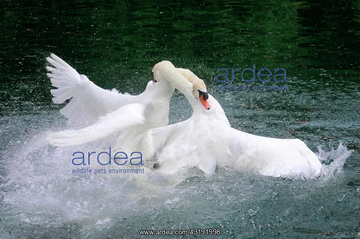 : Fight of two mute swans (Cygnus olor), Altmahl : Fight of two mute swans (Cygnus olor), Altmahl