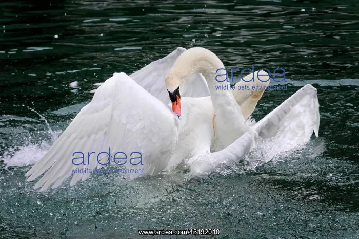 : Fight of two mute swans (Cygnus olor), Altmahl : Fight of two mute swans (Cygnus olor), Altmahl