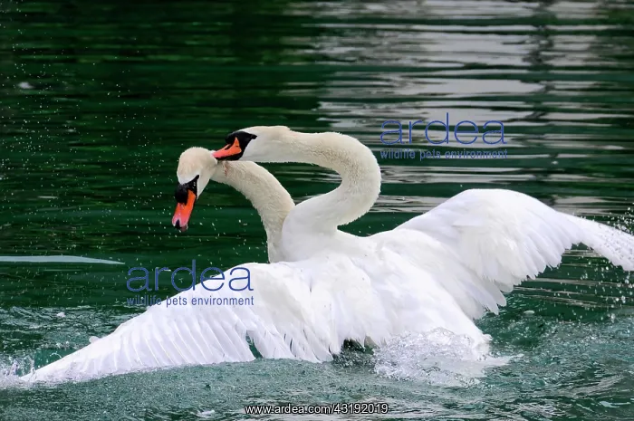  : Fight of two mute swans (Cygnus olor), Altmahl