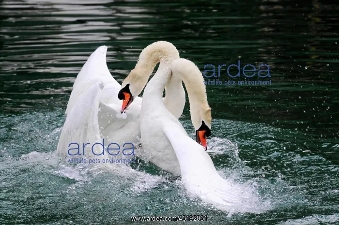 : Fight of two mute swans (Cygnus olor), Altmahl : Fight of two mute swans (Cygnus olor), Altmahl