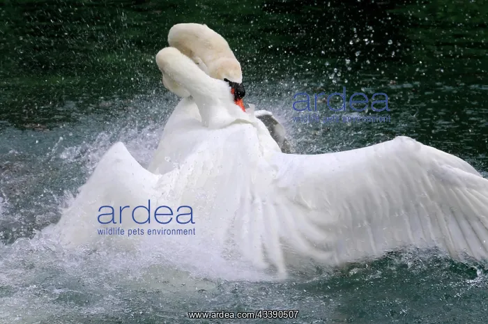 : Fight between two mute swans (Cygnus olor), Altmahl : Fight between two mute swans (Cygnus olor), Altmahl