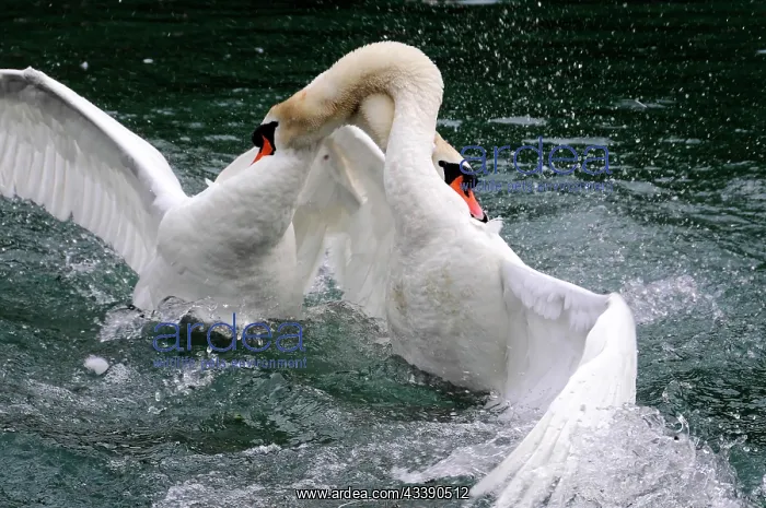  : Fight between two mute swans (Cygnus olor), Altmahl
