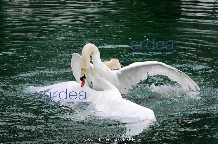 : Fight between two mute swans (Cygnus olor), Altmahl : Fight between two mute swans (Cygnus olor), Altmahl