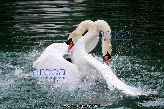 : Fight between two mute swans (Cygnus olor), Altmahl : Fight between two mute swans (Cygnus olor), Altmahl