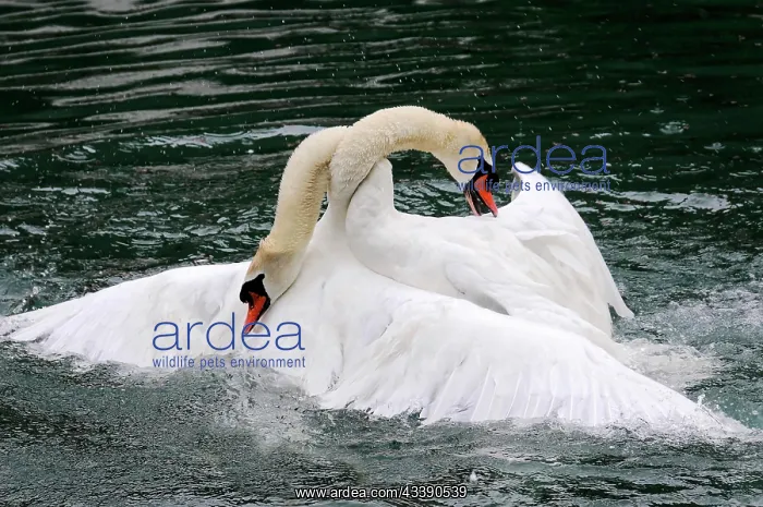 : Fight between two mute swans (Cygnus olor), Altmahl : Fight between two mute swans (Cygnus olor), Altmahl