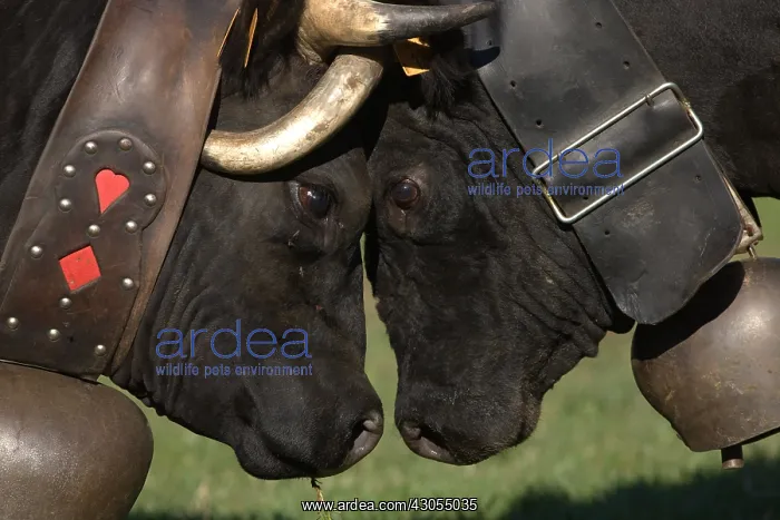 : Fight Queens Herens Cows Chartreuse Alps France : Fight Queens Herens Cows Chartreuse Alps France