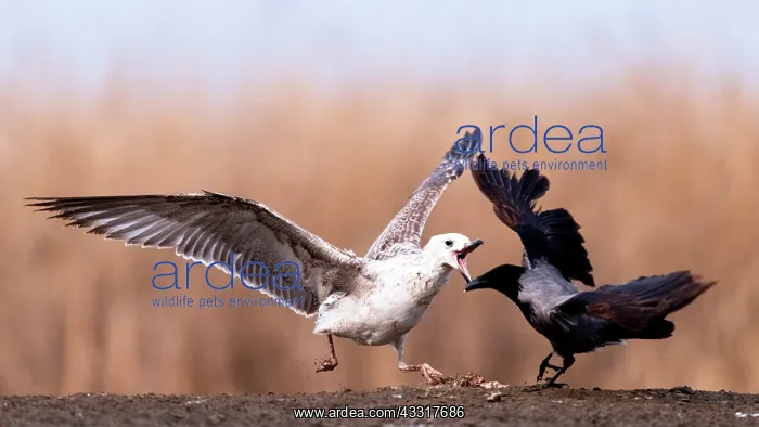: Fight. Seagull (Larus sp) facing Hooded Crow (Co : Fight. Seagull (Larus sp) facing Hooded Crow (Co
