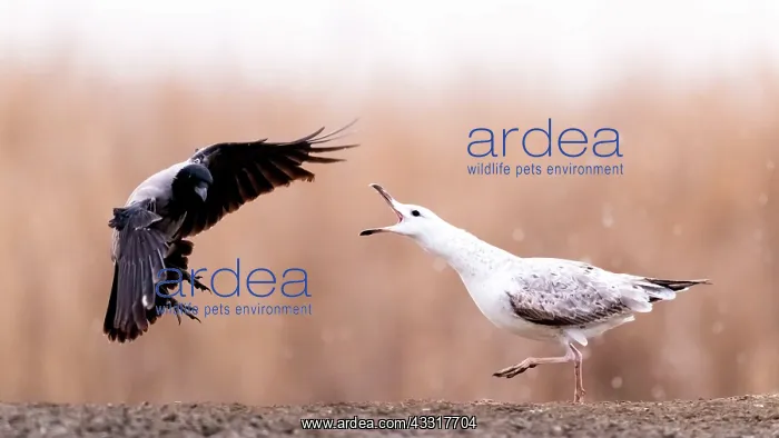 : Fight. Seagull (Larus sp) facing Hooded Crow (Co : Fight. Seagull (Larus sp) facing Hooded Crow (Co