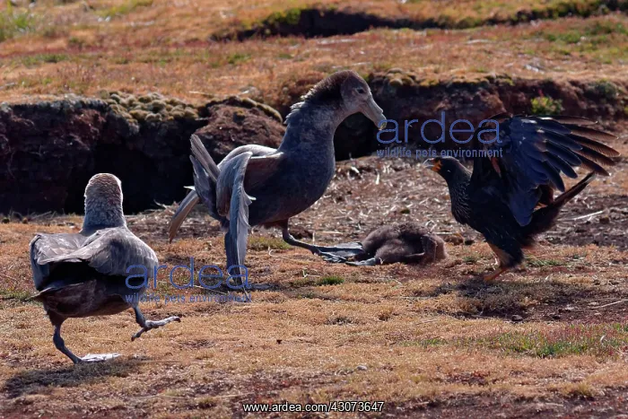 : Fight between Striated Caracara and Southern Giant : Fight between Striated Caracara and Southern Giant