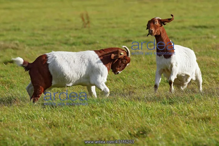 : Fighting Burenn (Capra aegagrus hircus), Schleswig-Holstein : Fighting Burenn (Capra aegagrus hircus), Schleswig-Holstein