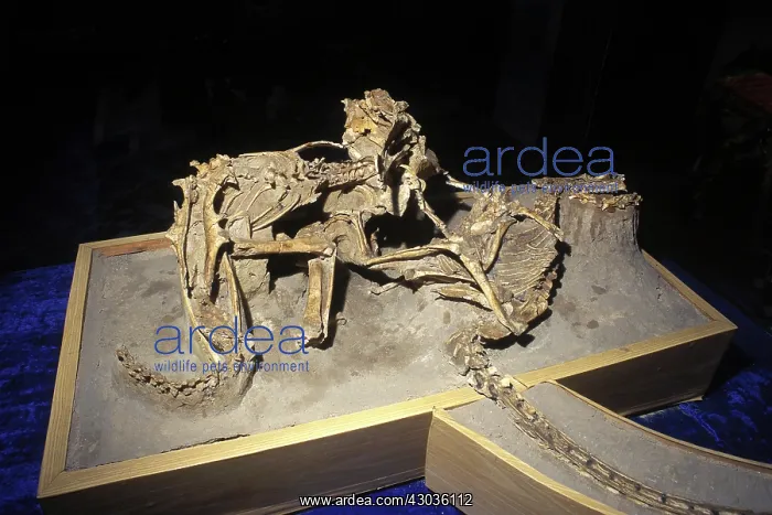 : The Fighting Dinosaurs: skeletons of Protoceratops and V : The Fighting Dinosaurs: skeletons of Protoceratops and V