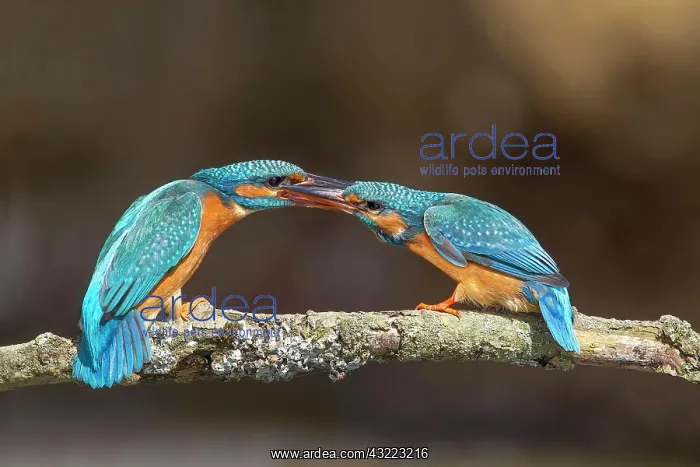 : Fighting female kingfisher (Alcedo atthis), territory : Fighting female kingfisher (Alcedo atthis), territory