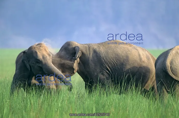 : Fighting females of Indian / Asian Elephant : Fighting females of Indian / Asian Elephant