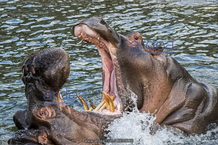 : Fighting hippopotamuses, hippos (Hippopotamus amphibius) : Fighting hippopotamuses, hippos (Hippopotamus amphibius)
