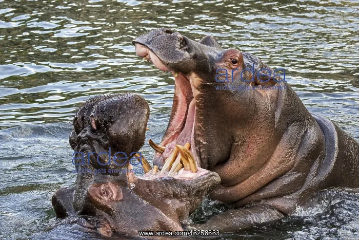 : Fighting hippopotamuses, hippos (Hippopotamus amphibius) : Fighting hippopotamuses, hippos (Hippopotamus amphibius)