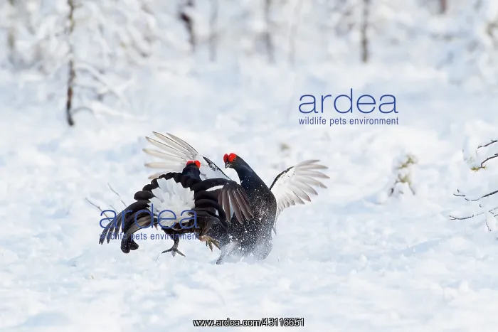 : Two fighting male Black Grouse (Tetrao tetrix) : Two fighting male Black Grouse (Tetrao tetrix)