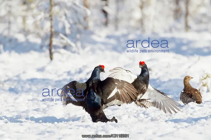 : Two fighting male Black Grouse (Tetrao tetrix) : Two fighting male Black Grouse (Tetrao tetrix)