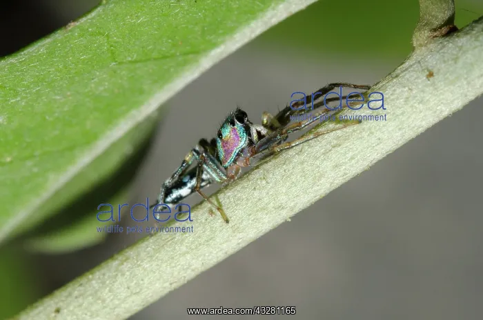 : Fighting Spider - on stem - Klungkung, Bali, Indonesia : Fighting Spider - on stem - Klungkung, Bali, Indonesia