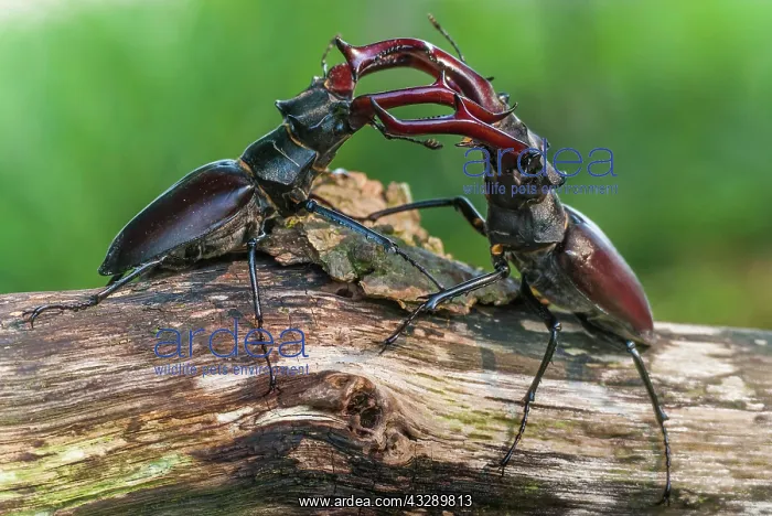 : Two fighting Stag beetle ( Lucanus cervus) on an : Two fighting Stag beetle ( Lucanus cervus) on an