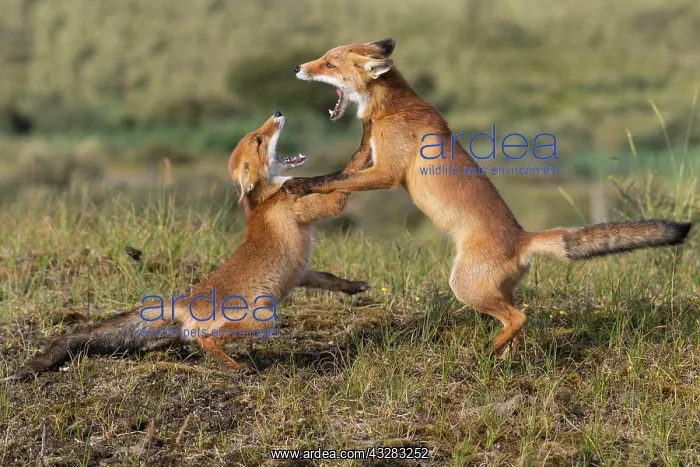 : Two fighting (Vulpes vulpes) with wide open mouth : Two fighting (Vulpes vulpes) with wide open mouth