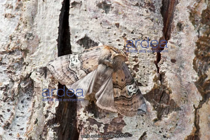 : Figure of Eighty - on dead tree trunk : Figure of Eighty - on dead tree trunk