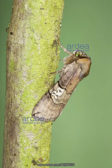: Figure of Eighty Moth : Figure of Eighty Moth
