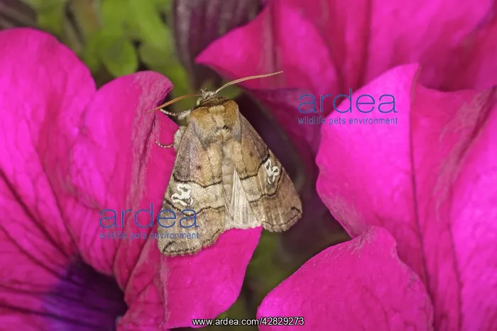 : Figure of Eighty Moth : Figure of Eighty Moth