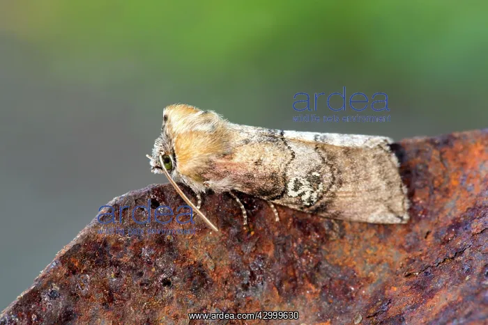 : Figure of Eighty Moth - Summer : Figure of Eighty Moth - Summer