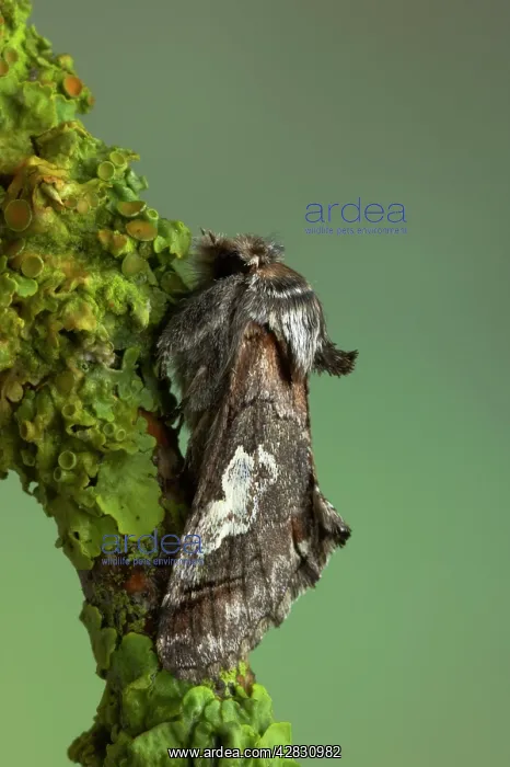 : Figure of Eight Moth : Figure of Eight Moth
