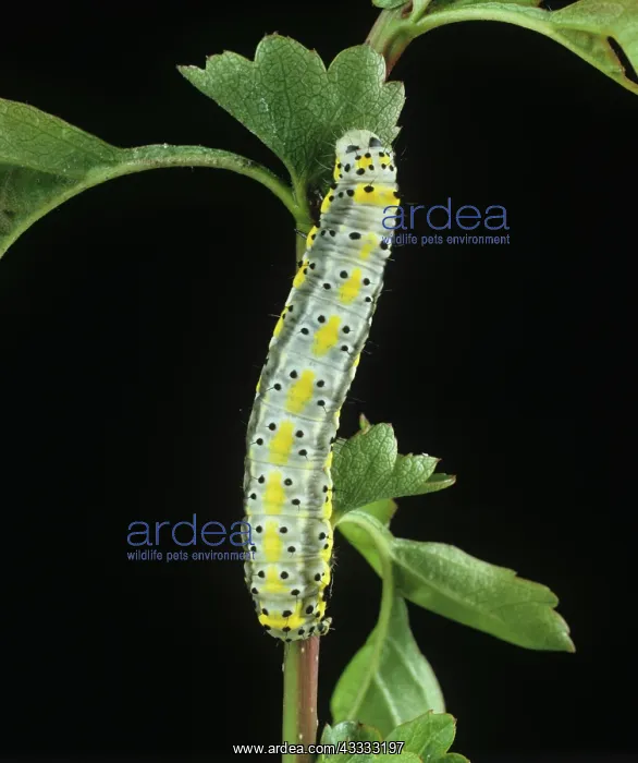 : Figure of eight moth caterpillar : Figure of eight moth caterpillar