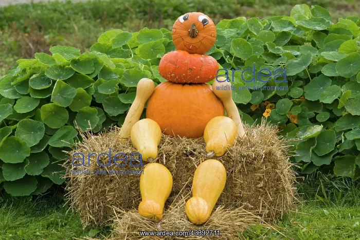 : Figure made of Pumpkins (Cucurbita), Upper austria : Figure made of Pumpkins (Cucurbita), Upper austria