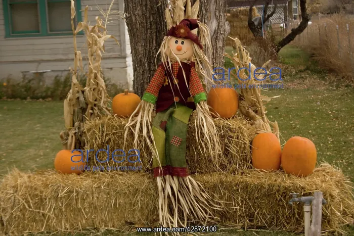 : Figure and pumpkins, set up to commemorate Hallowe'en : Figure and pumpkins, set up to commemorate Hallowe'en
