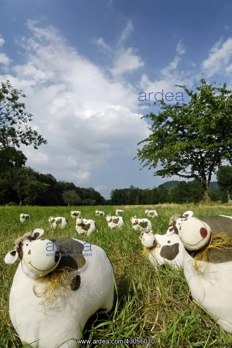 : Figures Cows in a meadow in summer Wintzenheim : Figures Cows in a meadow in summer Wintzenheim