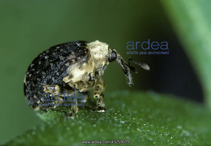: Figwort weevil (Cionus scrophulariae) : Figwort weevil (Cionus scrophulariae)