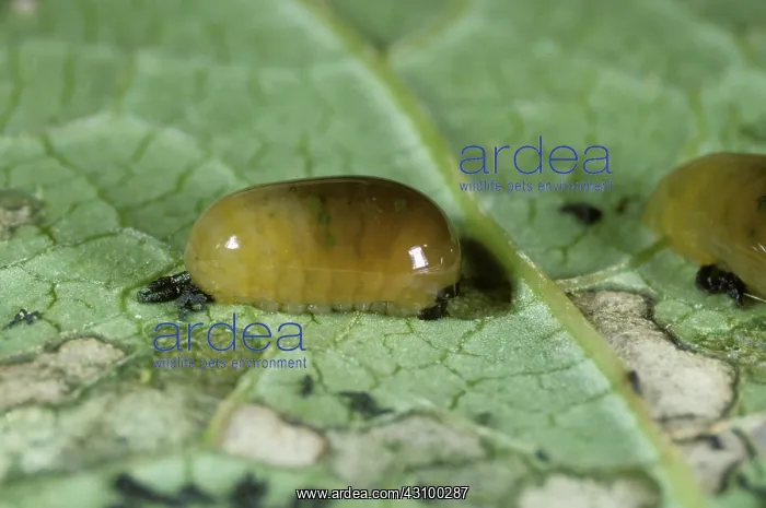 : Figwort Weevil (Cionus scrophulariae) larva : Figwort Weevil (Cionus scrophulariae) larva
