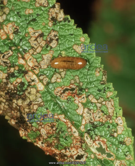 : Figwort weevil larva on Buddleia : Figwort weevil larva on Buddleia