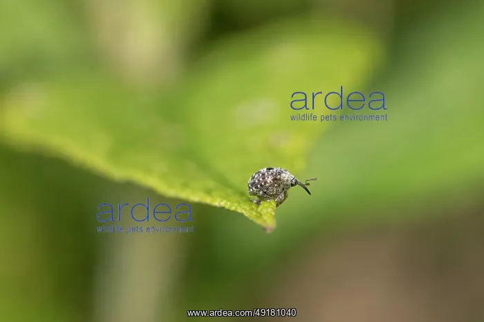  : Figwort Weevil - on Leaf - UK