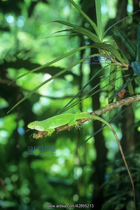 : Fiji Banded Iguana - female : Fiji Banded Iguana - female