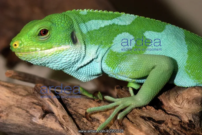 : Fiji Banded Iguana - male : Fiji Banded Iguana - male