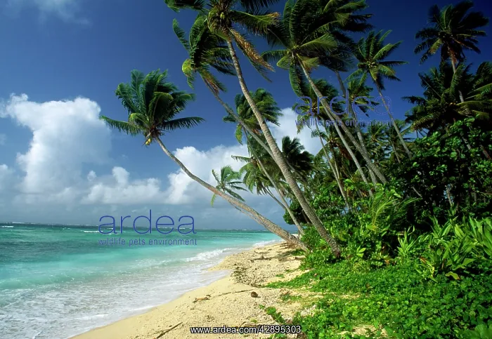 : Fiji - one of the best shelling beaches in the world : Fiji - one of the best shelling beaches in the world