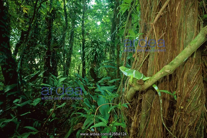 : Fiji / Fijian Crested IGUANA - perched on rainforest vine : Fiji / Fijian Crested IGUANA - perched on rainforest vine