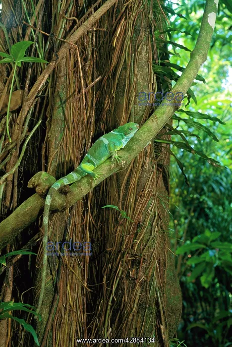 : Fiji / Fijian Crested IGUANA - Perched on rainforest vine : Fiji / Fijian Crested IGUANA - Perched on rainforest vine