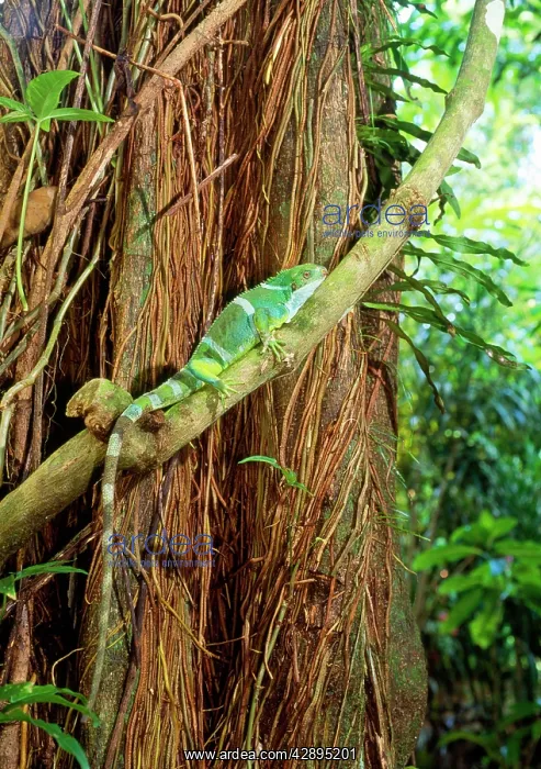 : Fiji / Fijian Crested IGUANA - on tree : Fiji / Fijian Crested IGUANA - on tree