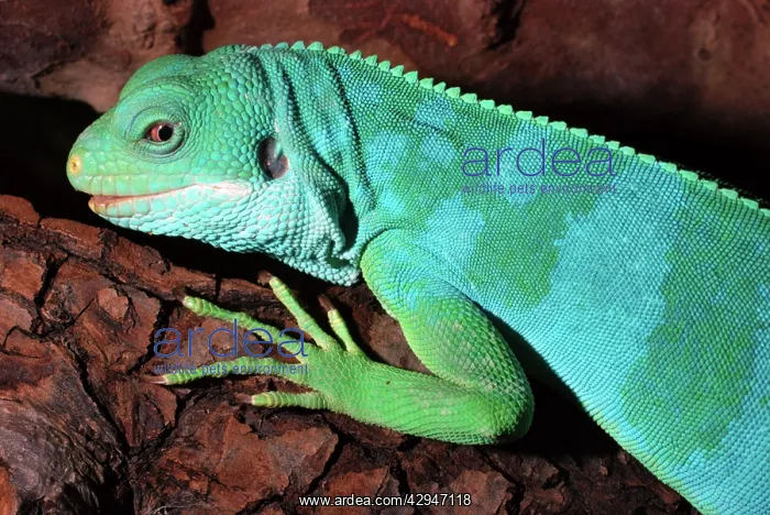 : Fiji Island Banded Iguana : Fiji Island Banded Iguana
