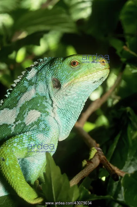 : Fiji Island Iguana : Fiji Island Iguana