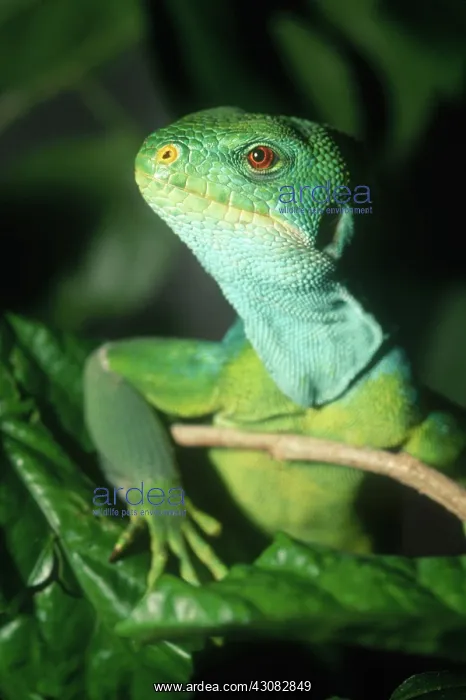  : Fiji Island Iguana