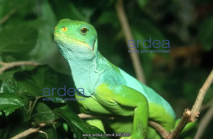 : Fiji Island Iguana : Fiji Island Iguana