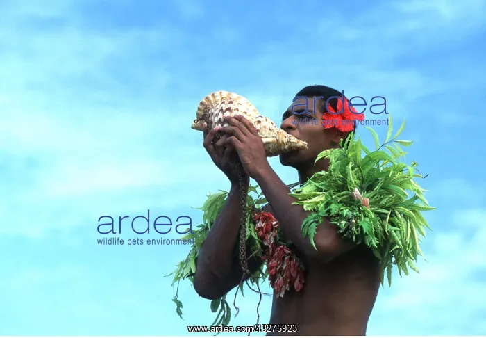 : FIJI - man blowing into conch shell : FIJI - man blowing into conch shell